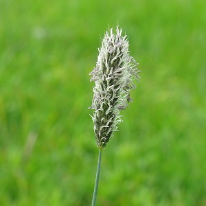Picture of grass seed