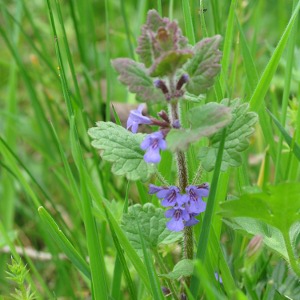 Picture ground ivy
