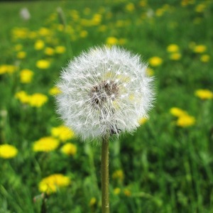 Picture of dandelion seed head 