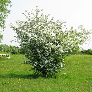 Picture of Hawthorn