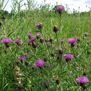Picture of Knapweed