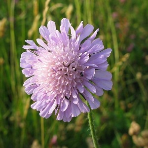 Picture of Scabious