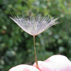 Picture of Goats Beard Seed