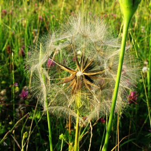 Picture of Goats Beard seed cluster