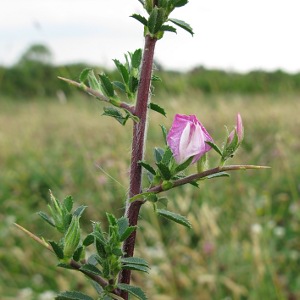 Picture of Restharrow 
