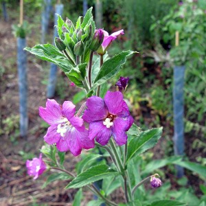 Picture of Rose bay Willowherb