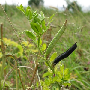 Picture of vetch pods
