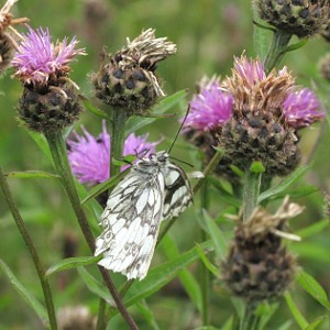 Picture of Marbled White butterfly