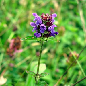 Picture of selfheal