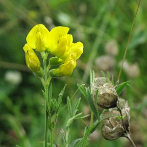 Picture of vetch and Rattle