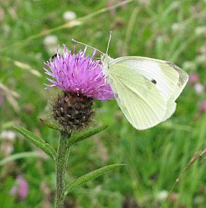 Picture of Large White butterfly