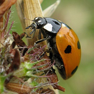 Picture of Ladybird