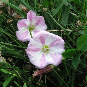 Picture of Bindweed flower