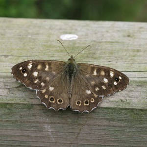 Picture of Speckled wood butterfly