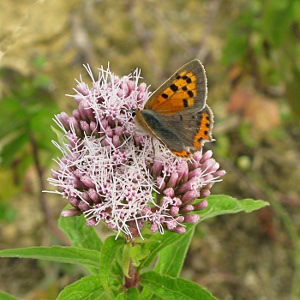 Picture of Small Cpooer Butterfly