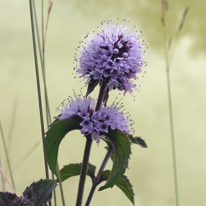 Picture of water Mint