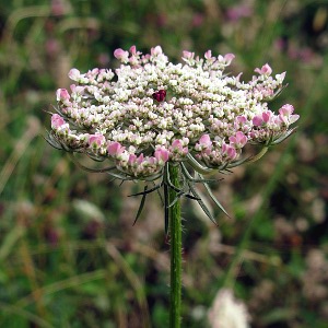 Picture of wild carrot