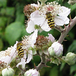 Picture of hoverflies