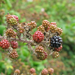 Picture of blackberrie