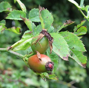 Picture of Rose haws