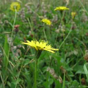 Picture of Hawkbit