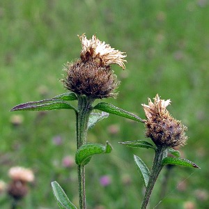 Picture of knapweed seed head