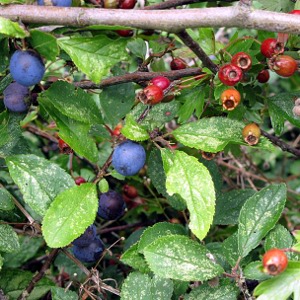 Picture of berries