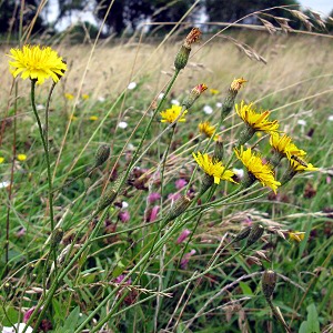 Picture of hawkbit