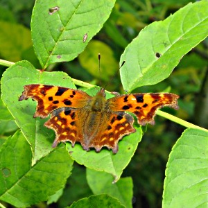 Picture of Comma butterfly