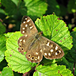 Picture of Speckled Wood butterfly
