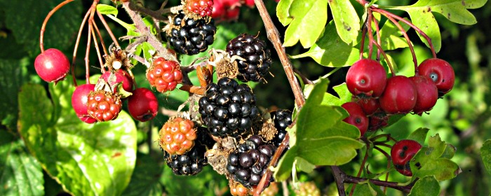 Picture of blackberry