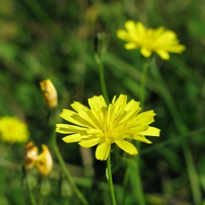 Picture of hawkbit