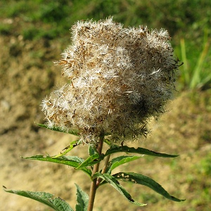 Picture of Comma butterfly