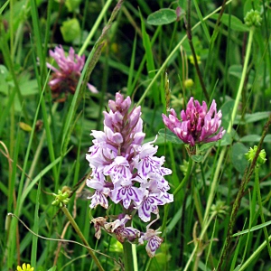 Picture of Common Spotted Orchid