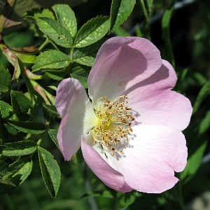 Picture of Dog Rose