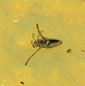 Picture of water boatman