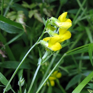 Picture of Vetch