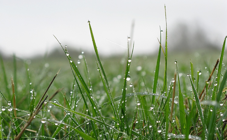 view of wet grass