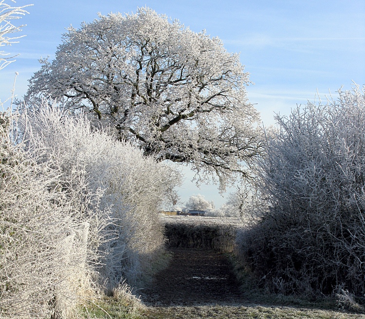 View of frosty trees