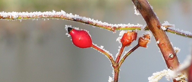 frosty rose hips
