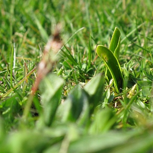 Picture of Adders Tongue