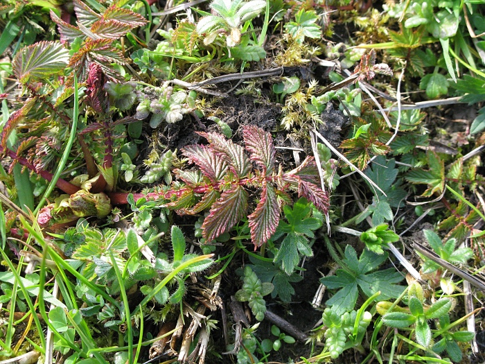 Picture of plants