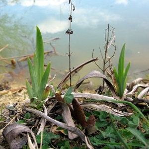 Picture of Flag Iris