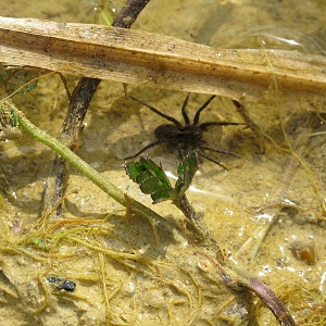 Picture of Water Spider