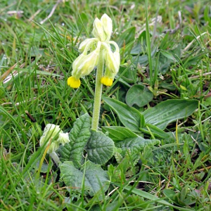 Picture of cowslip