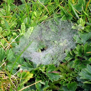 Picture of spiders web