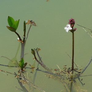 Picture of Bogbean