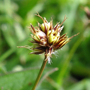 Picture of Field Woodrush