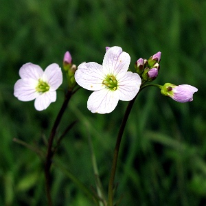 Picture of cockoo flower