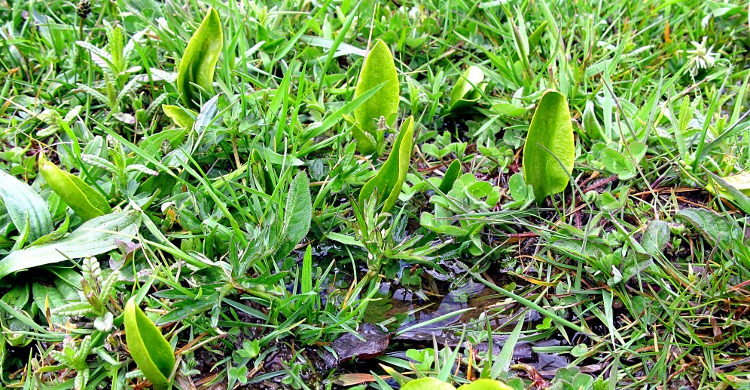 Picture of adders tongue